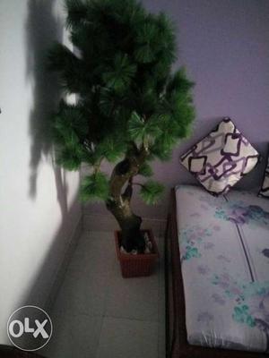 Home Decor Tree 1 month old In super condition