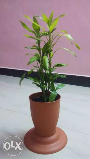 Lucky bamboo with pot