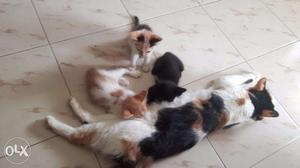 1 month old Calico Kittens Available