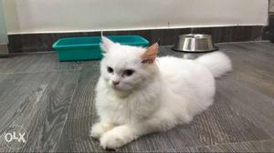 10months old female persian cat with health