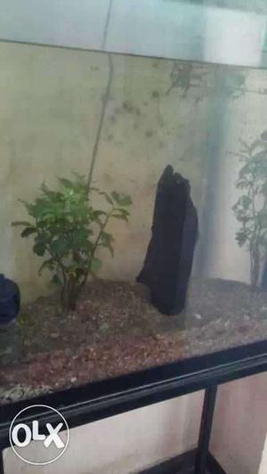 2 by 2 feet tank with gravels,filter, stand,top