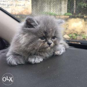 2 months old persian