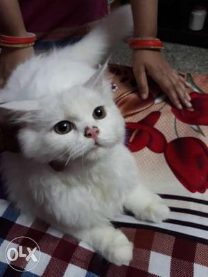 2 white persian kitten pair for sell with