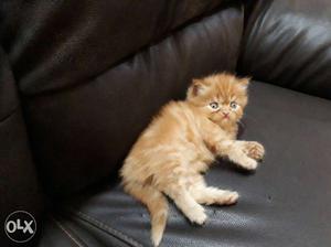 24 days old persian kittens