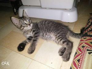 3 Mix breed male cats for adoption