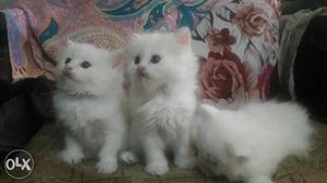 3 White Kitten available in Mumbai