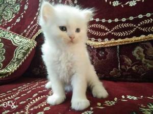37 days old white perssian kitten