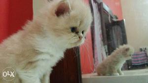 4 Persian Kittens available