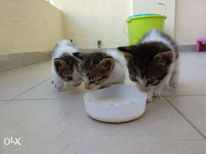 4 lovely kittens up for adoption, Foster