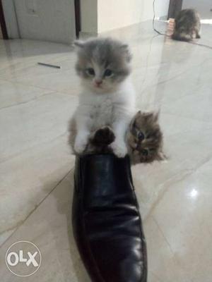 45 days old very active n cute Persian kittens in reasonable