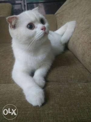 6 month old Scottish fold female... 2 available