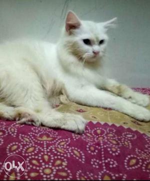 9 months old male persian cat whit blue eyes
