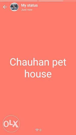 All all accessories available by Chauhan pet house