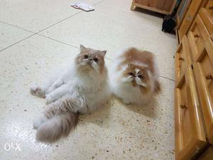 All color kitten avalible all color persian kiten in all