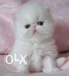 All noida sweet pure breed persian pull extrem persian