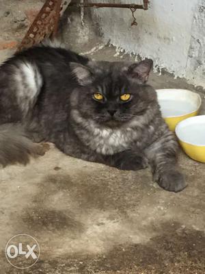 Argent I want to sell ash colour 1 year old male cat