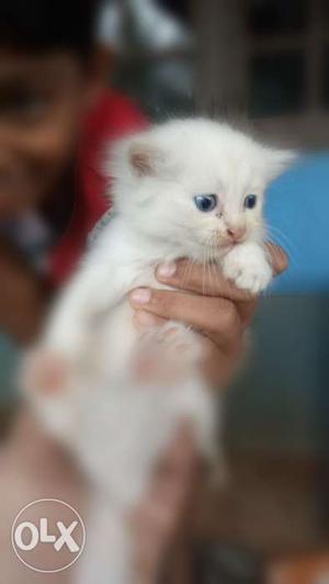 BLUE Eyes & Pure WHITE Semi-Persian kittens