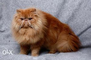 Beautiful so nice Persian Kitten and cat for sale in india