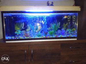 Big fish aquarium with all accery brand new