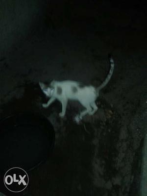 Black And White Short Fur Tabby Cat