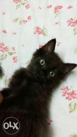 Black persian kitten female active healdhy for