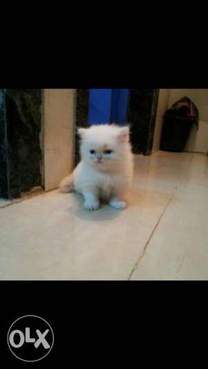 Blue eyes pure persian kittens available.