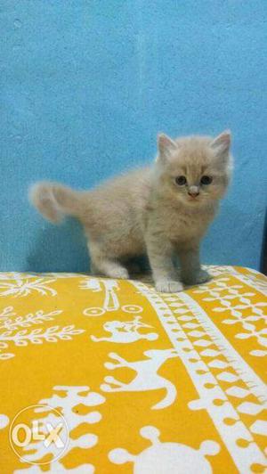 Broun color very cheap price persian kitten for