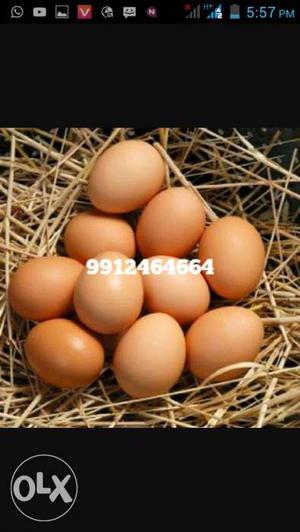 Brown Chicken Eggs Screenshot