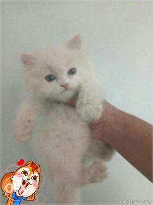 Cash on delivery very active persian kitten for