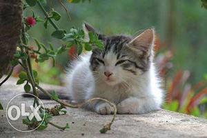 Cat for sale in tavarkere very cute n sweet