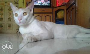 Cat white for sell