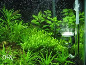 Complete Co2 system for planted tank