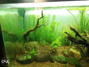 Complete Set up Aquarium with Filter and CO2