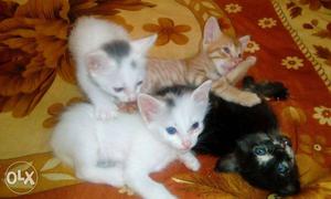 Cute kittens,one month,