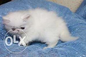 Delhi persian cat kitten sale best price CASH on delivery