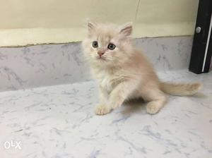Doll face cream persian kitten for sale