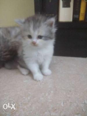 Doll face female Persians for sale..