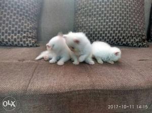 Excellent quality pure breed Persian kitten &Cats available