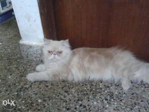 Extreme Punch Face Female Persian Kitten 1 year old