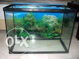 Fish aquarium " inch with colorfull stone,