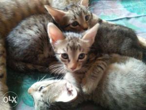 Four Gray Tabby Kittens
