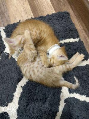 Four kittens. Two pairs each. Ginger tabbies and