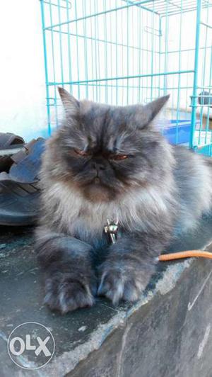 Gray and Balck Persian Cat punch Face