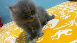 Gray color Persian kitten for sale in Jammu