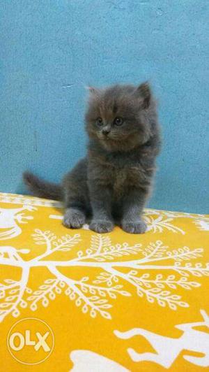 Gray color very active kitten for sale in delhi