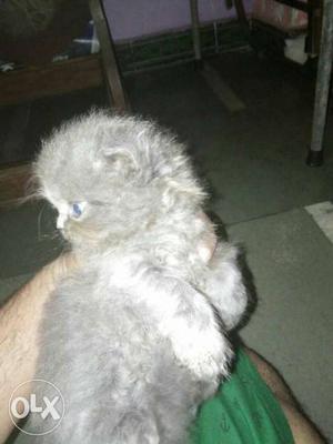 Grey Long-coated Kitten