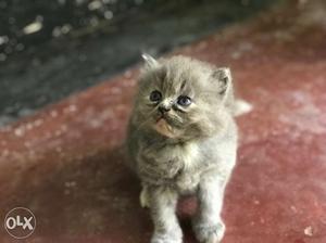 High breed persian kittens for sale
