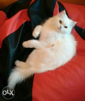 I need a good looking persian pure breed for