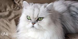 I want to sell persian cat grey colour 3 months