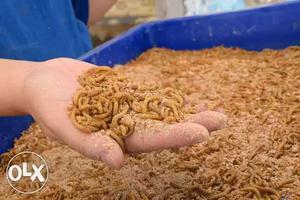 Live Mealworms as protein rich food for your pet.